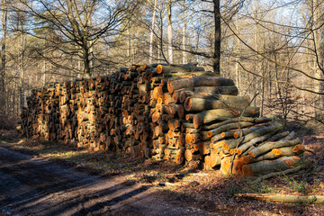 Exploitation forestière. Rondins de bois stockés au bord d'un chemin forestier en forêt domaniale. Pins sylvestre
