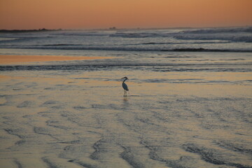 amanhecer na praia do cassino, rio grande do sul 