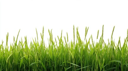 Fototapeta premium A field of green rice plants with a white background