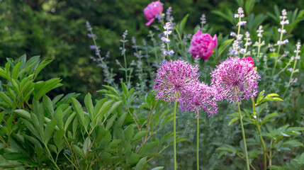 Vibrant summer garden with blooming alliums, peonies, lush green foliage. For floral design, gardening projects, eco-friendly concepts, and nature-related visuals for lifestyle blogs and promotions