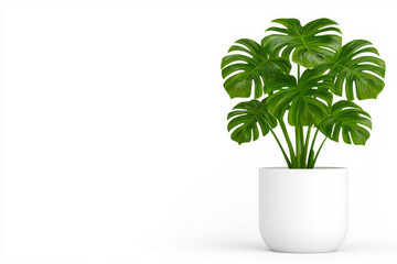 Obraz premium Minimalistic shot of a variegated monstera in a sleek ceramic pot, highlighting its striking split