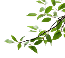 PNG Green leaf tree backgrounds.