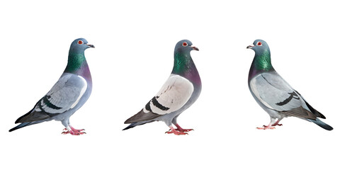 Pigeon with Gray, White, and Green Feathers, Red Eyes, and Pinkish-Red Feet, Isolated on Transparent Background PNG