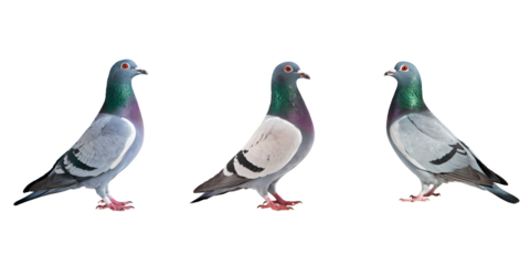 Pigeon with Gray, White, and Green Feathers, Red Eyes, and Pinkish-Red Feet, Isolated on Transparent Background PNG