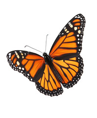 Obraz premium A stunning monarch butterfly with vibrant orange wings. Isolated on transparent white background, png 