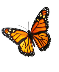 Fototapeta premium A vibrant Monarch butterfly showcasing its stunning orange and black wings. Isolated on transparent white background, png 