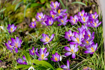 Selective focus of purple flower with green leaves, Crocus is a genus of flowering plants in the...