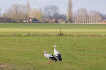 Two wild white stork in its natural habitat walking on the green meadow, Is a large bird in the stork family Ciconiidae, Couple of Ciconia ciconia looking for food on grass filed, Living out naturally
