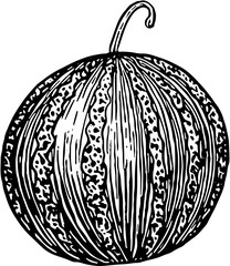 Fruit. Hand drawn vector isolated engraved sketch. Watermelon 