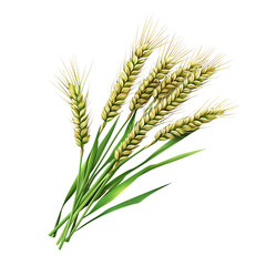 Wheat Ears Bunch isolated on transparent background