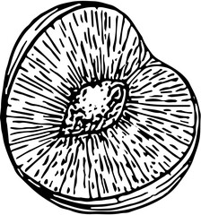 Fruit. Hand drawn vector isolated engraved sketch. Plum