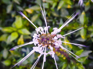 cat's whiskers flower or scientific name Orthosiphon aristatus (sometimes also called Orthosiphon...