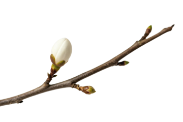 Elegant white magnolia bud on a slender branch, symbolizing spring renewal and beauty in nature, cut out