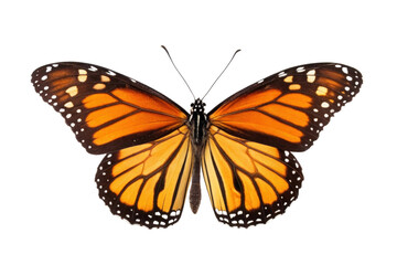 Obraz premium Colorful monarch butterfly perched with open wings showcasing intricate patterns for educational purposes and nature appreciation, cut out