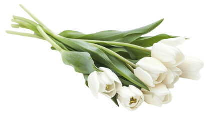 Obraz premium Bouquet of white tulips lying on transparent background