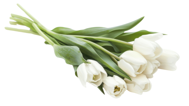 Bouquet of white tulips lying on transparent background