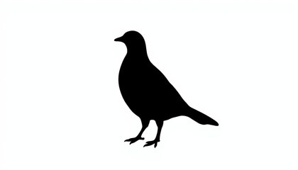 Obraz premium Elegant quail silhouette standing still against white background, simplicity