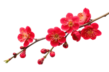 Red plum blossoms symbolizing spring and renewal in a minimalist display for nature-themed decorations and designs, cut out