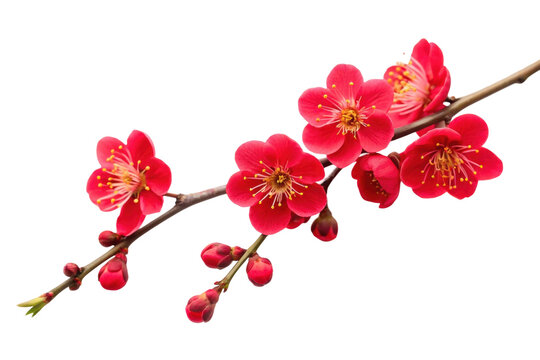 Red plum blossoms symbolizing spring and renewal in a minimalist display for nature-themed decorations and designs, cut out