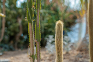Close-up photo of a cute golden yellow Weberbauerocereus johnsoni F. Ritter cactus