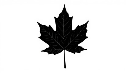 Obraz premium Intricate black maple leaf silhouette on white canvas, natural elegance
