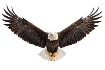 Fototapeta premium Majestic eagle soaring high over the landscape showcasing its powerful wings and striking feathers in the wild, cut out