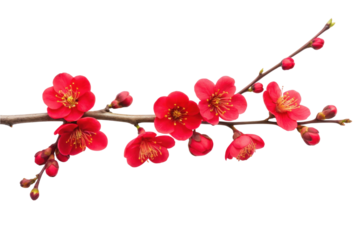 Red plum blossoms blooming on a branch in early spring, symbolizing beauty and renewal for seasonal celebrations, cut out