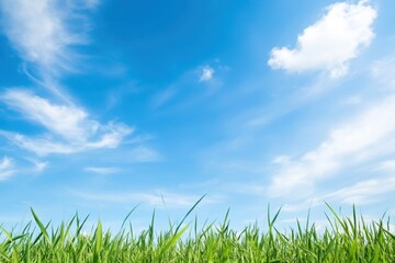 Fototapeta premium Vibrant green grass sways gently under a bright blue sky adorned with fluffy white clouds.