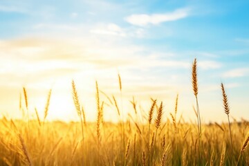 Golden wheat field stretches to the horizon under a bright blue sky, promising a bountiful harvest
