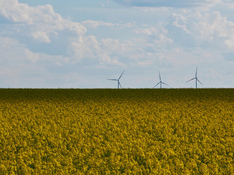 Blooming rapeseed field in bright yellow color with a dark shadow approaching at the horizon and three wind power turbines - Powered by Adobe
