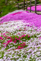 岐阜県郡上市　 鮮やかな満開の芝桜　5月

