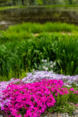岐阜県郡上市　 鮮やかな満開の芝桜　5月
