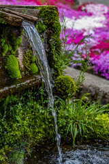 岐阜県郡上市　 鮮やかな満開の芝桜　5月
