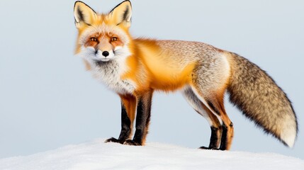 Fototapeta premium Wild red fox standing on snowy ground nature scene wildlife photography frosty environment close-up perspective