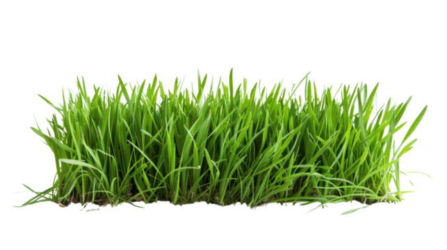 Green grass growing on transparent background for easy integration