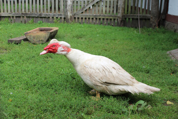 Puter, Vogel, Freiland