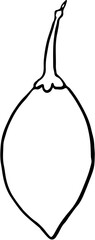 Fruit. Hand drawn vector isolated sketch. Tamarillo 