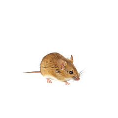 Small Brown Mouse With Whiskers and Large Eyes on White Background