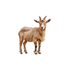 Obraz premium Adorable Young Goat Standing on All Fours with Playful Expression