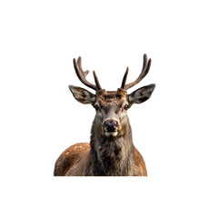 Obraz premium Close-Up of Majestic Deer with Antlers Against White Background