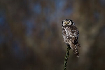 Northern hawk owl (Surnia ulula)