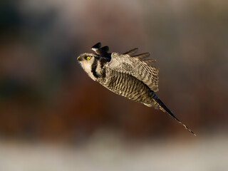 Northern hawk owl (Surnia ulula)