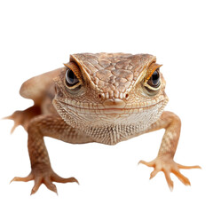 Fototapeta premium Colorful reptile perched, close-up of a bearded dragon displaying intricate scales and vibrant colors, highlighting its unique features. Isolated on white background or PNG