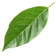 Obraz premium Green leaf detail, vibrant tropical plant leaf with smooth texture, ideal for nature themes, backgrounds, or design elements. Isolated on white background or PNG