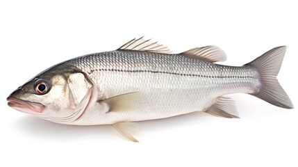 Fototapeta premium One raw fresh sea bass isolated on white background. AI generated image