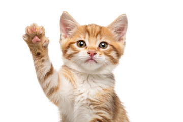 Obraz premium Playful orange tabby kitten raises paw in friendly greeting, showcasing playful spirit and curiosity of young cats, cut out