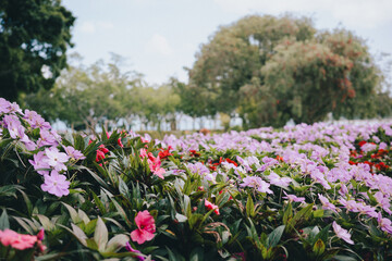 field of pink tulips