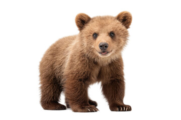 Obraz premium Cute brown bear cub looking playfully at the viewer in a natural setting showcasing youthful energy and curiosity, cut out