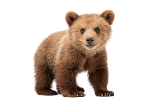 Cute brown bear cub looking playfully at the viewer in a natural setting showcasing youthful energy and curiosity, cut out