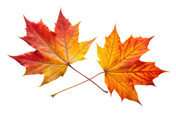 Obraz premium Beautiful autumn leaves showcasing vibrant red and orange colors to celebrate the arrival of fall and its natural wonders, cut out